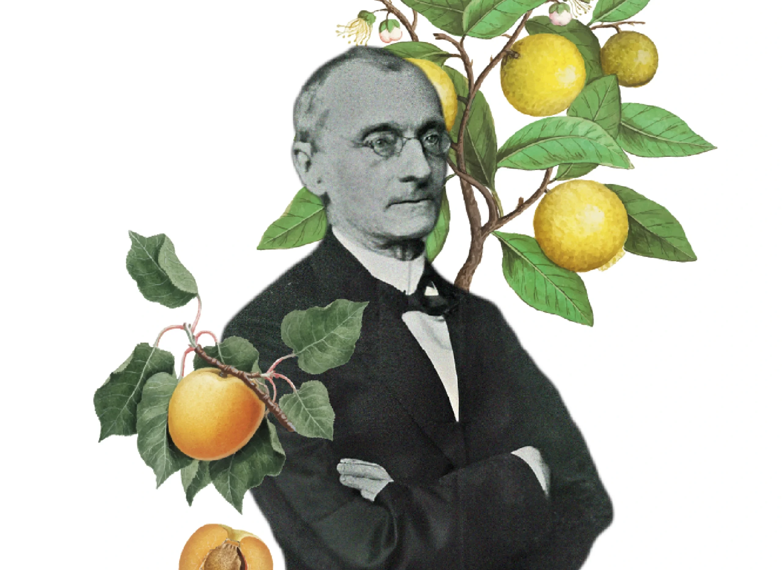 Victor Hehn and Journey of Cultivated Plants